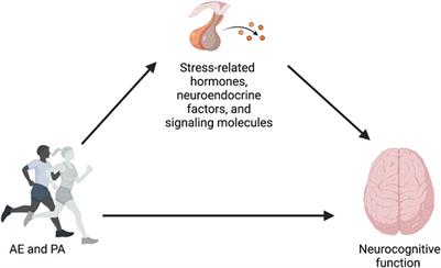 Changes in stress pathways as a possible mechanism of aerobic exercise training on brain health: a scoping review of existing studies